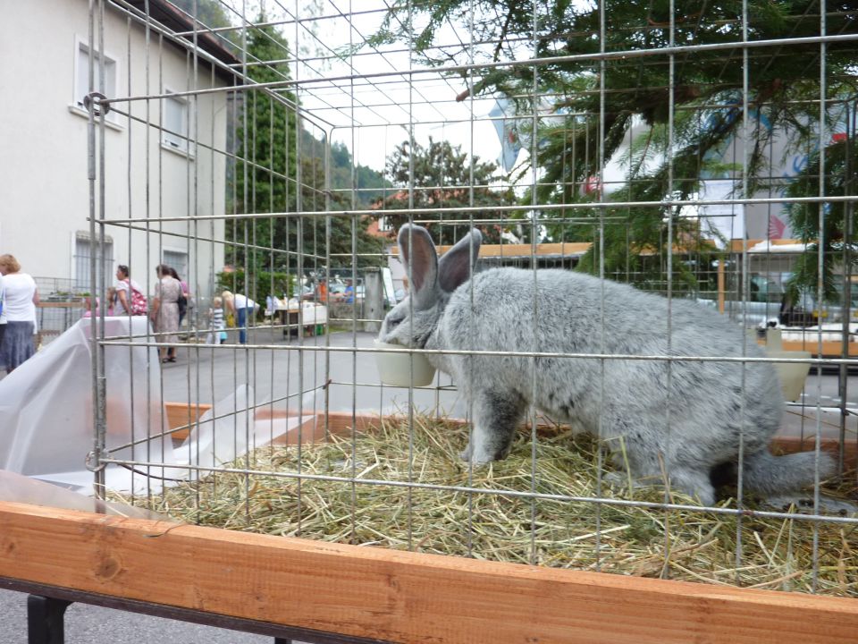 Sejem  živali  v Kamniku  - foto povečava