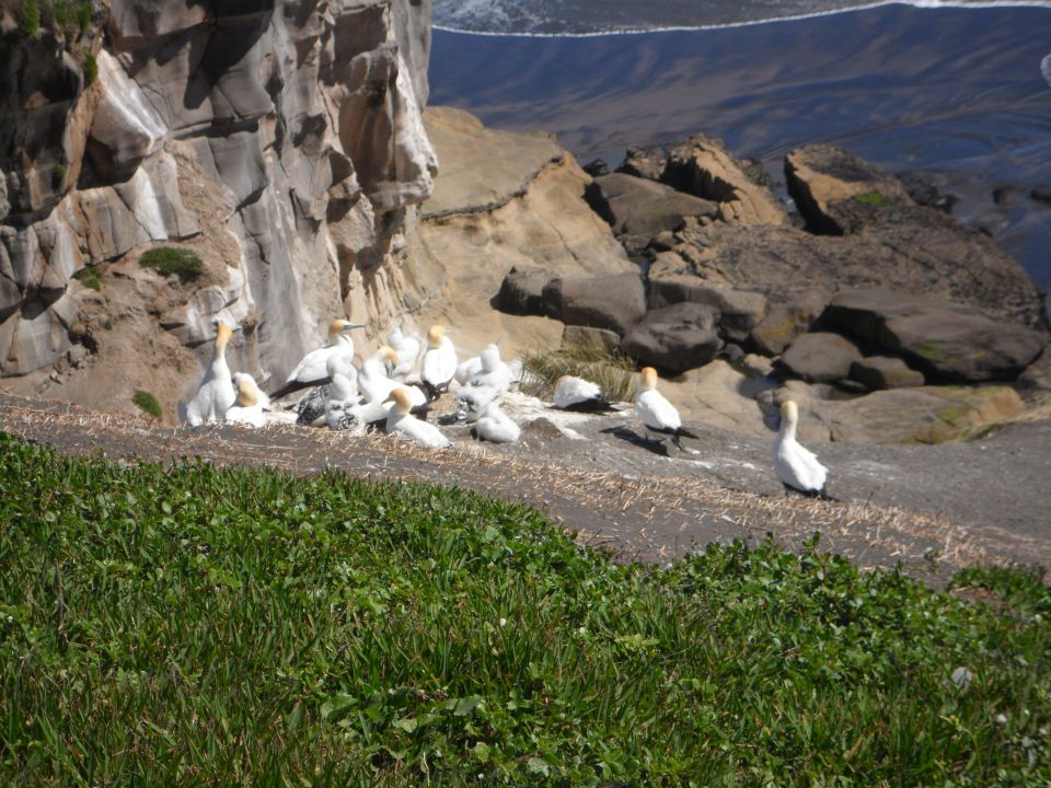 New zealand, north island - foto povečava