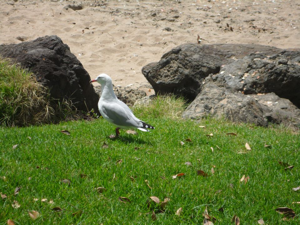 New zealand, north island - foto povečava