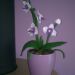 Kvačkana orhideja 1