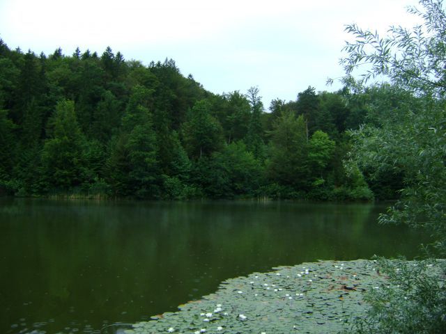 RIBNIK-BRESTANICA - foto povečava