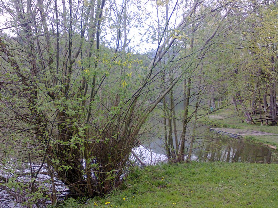 RIBNIK-BRESTANICA - foto povečava