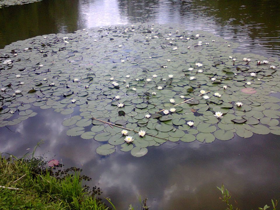 RIBNIK-BRESTANICA - foto povečava