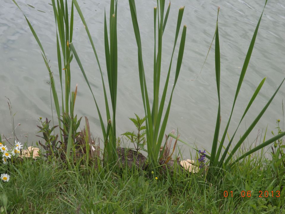 KARLOVČE-ribnik-SLIVJE - foto povečava