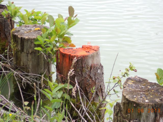 KARLOVČE-ribnik-SLIVJE - foto
