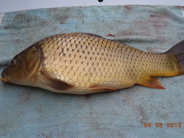 KARLOVČE-ribnik-SLIVJE - foto