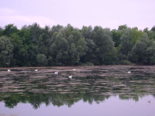 Vrbina-ribnik-brežice - foto