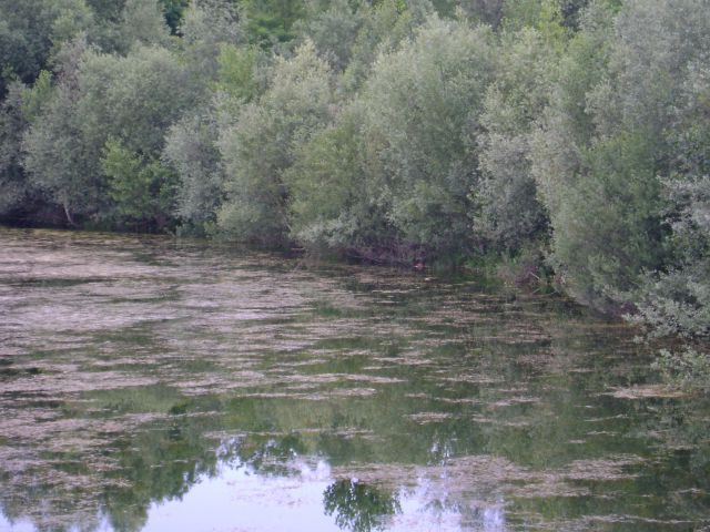 Vrbina-ribnik-brežice - foto povečava