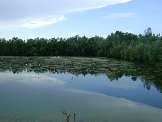 Vrbina-ribnik-brežice - foto povečava