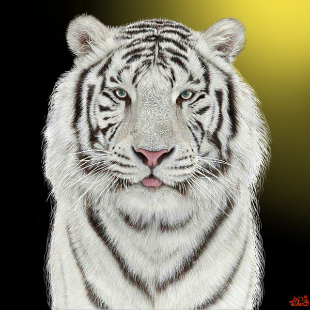 Beli tiger