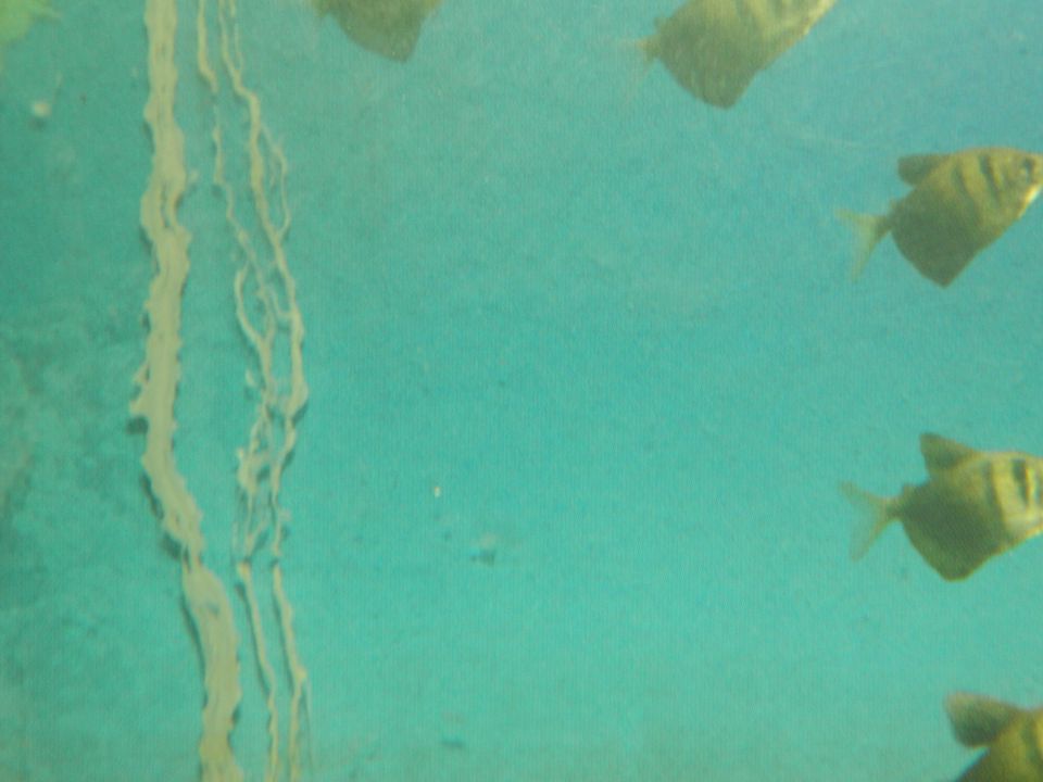 Neznanci v akvariju - foto povečava