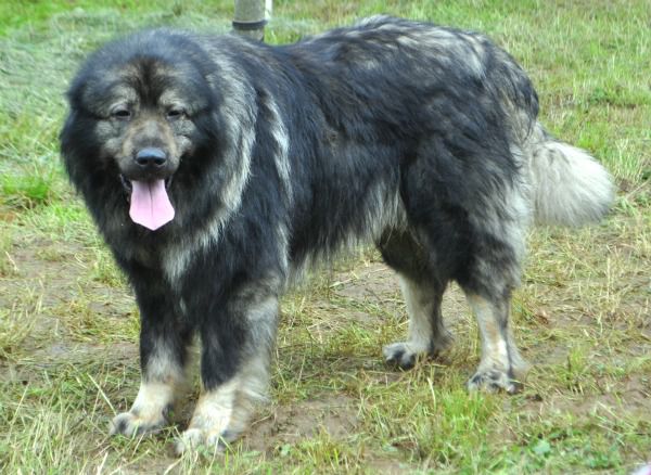 Šarplaninci in tornjaki - foto povečava