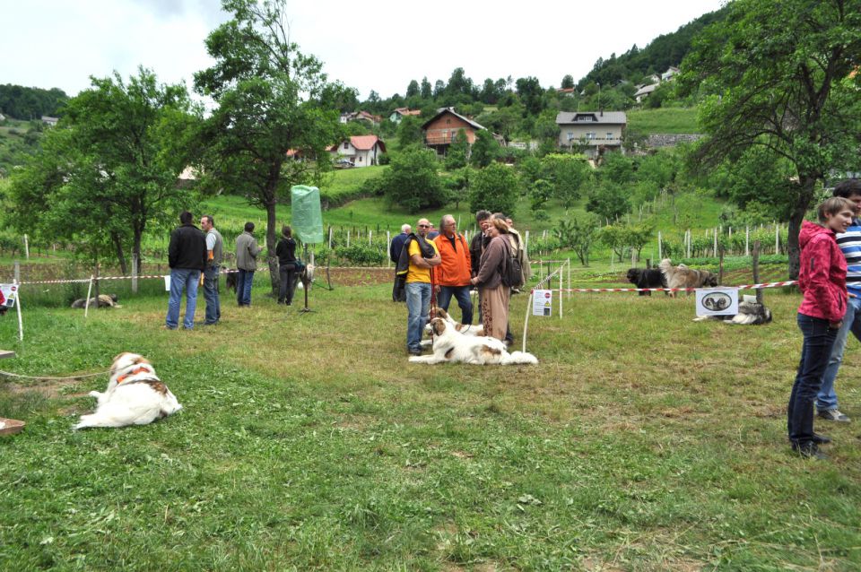 Šarplaninci in tornjaki - foto povečava