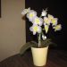 Koda: Orhideja 2-03