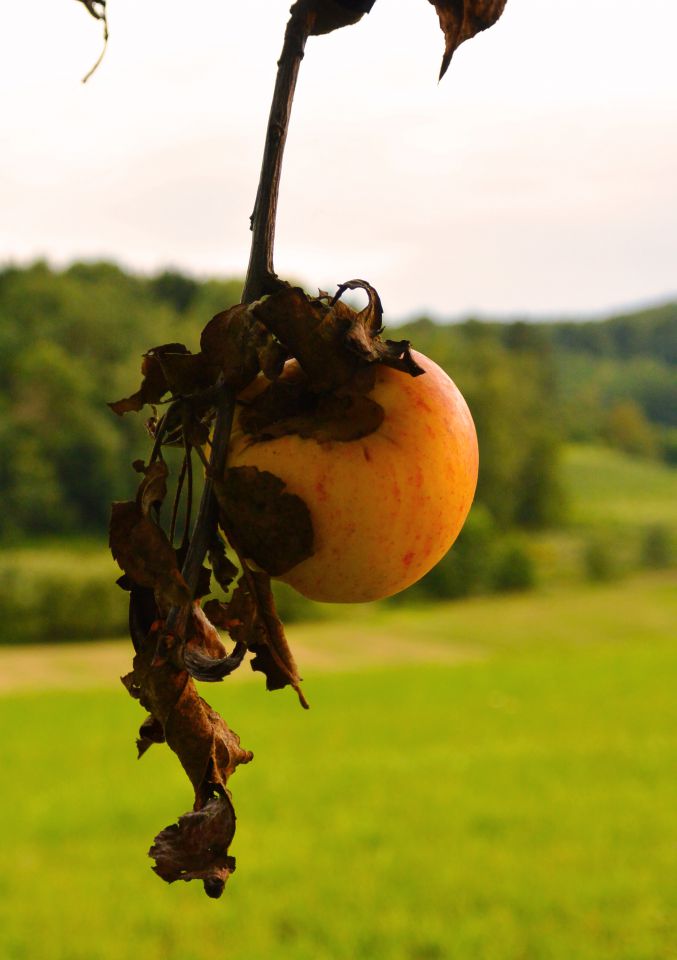 6.8.2014 - Nikon 1 J3 - foto povečava