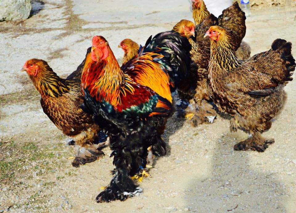 PASEMSKA PERUTNINA - foto povečava