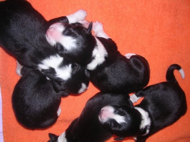 Puppies Lynn×Cody - 1st day - foto