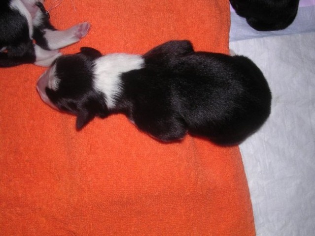 Puppies Lynn×Cody - 1st day - foto