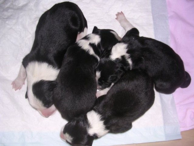 Puppies Lynn×Cody - 1st day - foto