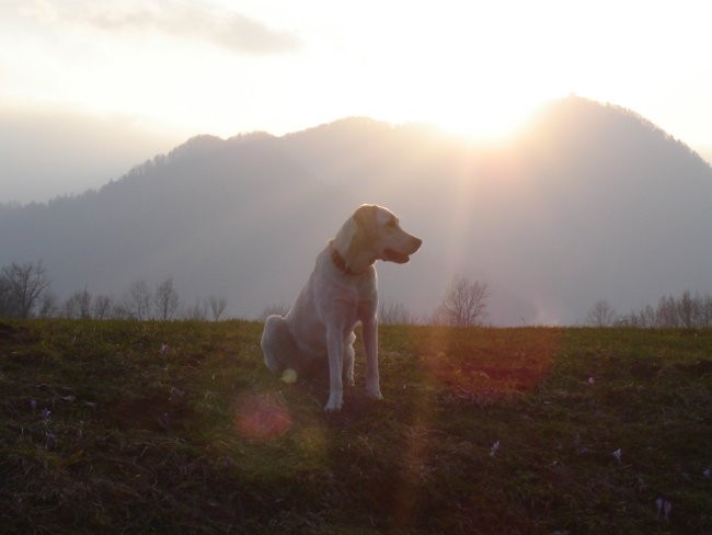 Ajša - foto povečava