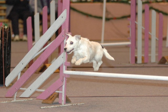 Agility - foto