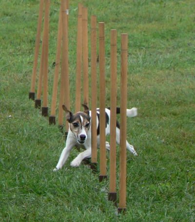 Agility - foto