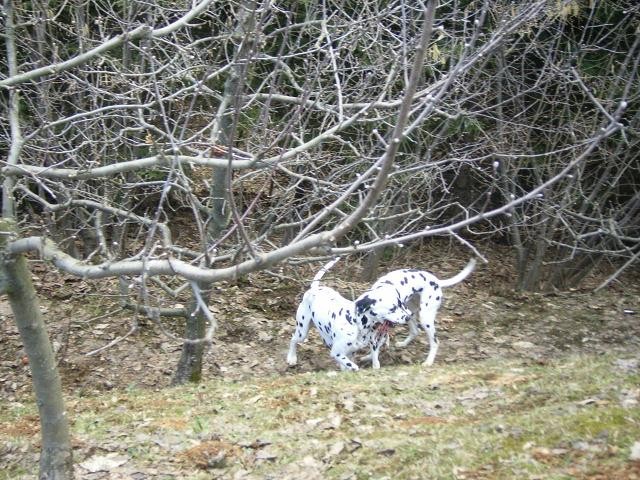 April2006 - foto povečava