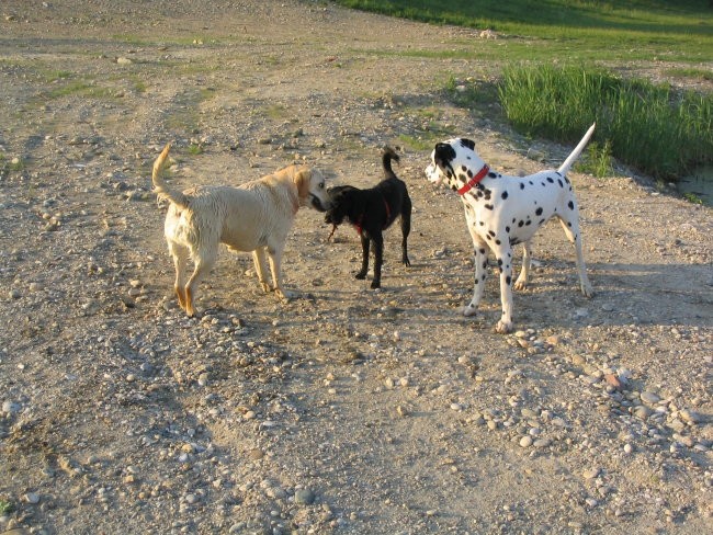 Johny & Žiža & Bela