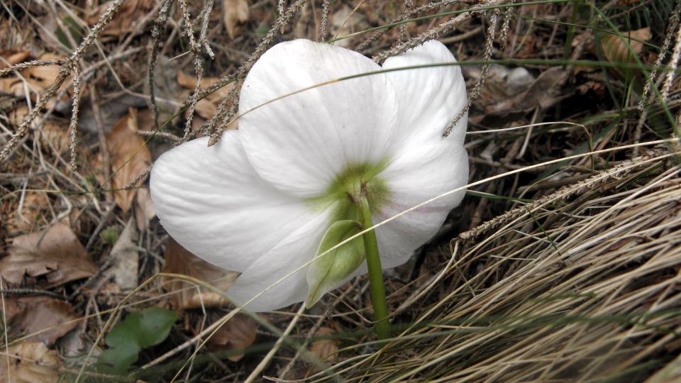 Del Gorenjske, severnoprimorske in Idrijske - foto povečava