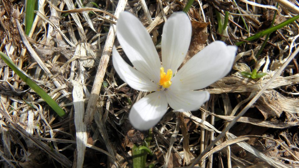 Del Gorenjske, severnoprimorske in Idrijske - foto povečava