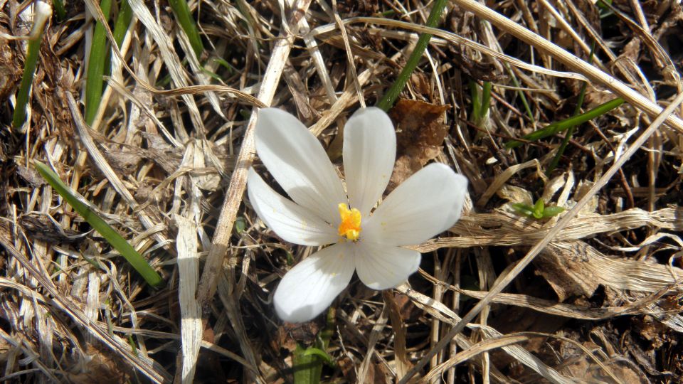 Del Gorenjske, severnoprimorske in Idrijske - foto povečava