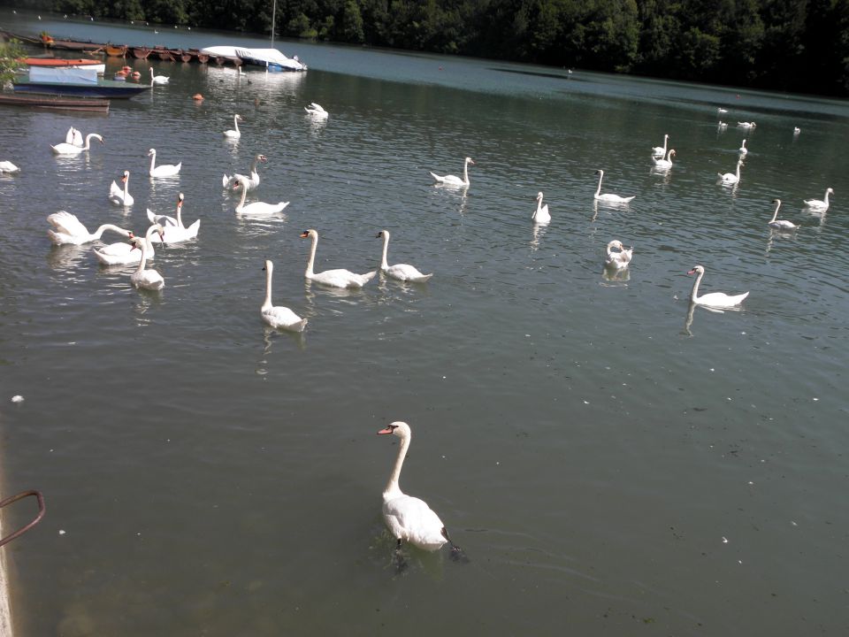 13. junij 2009 - Ljubljana-Zbiljsko jezero - foto povečava