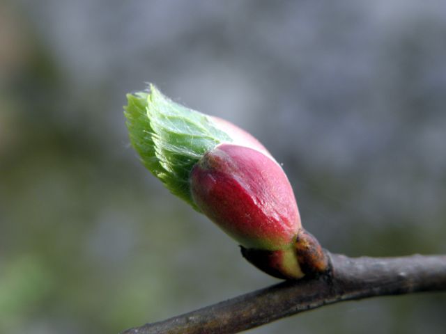 MACRO (and little less macro) mix in nature - foto