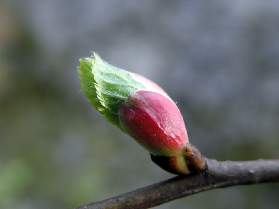 MACRO (and little less macro) mix in nature - foto povečava