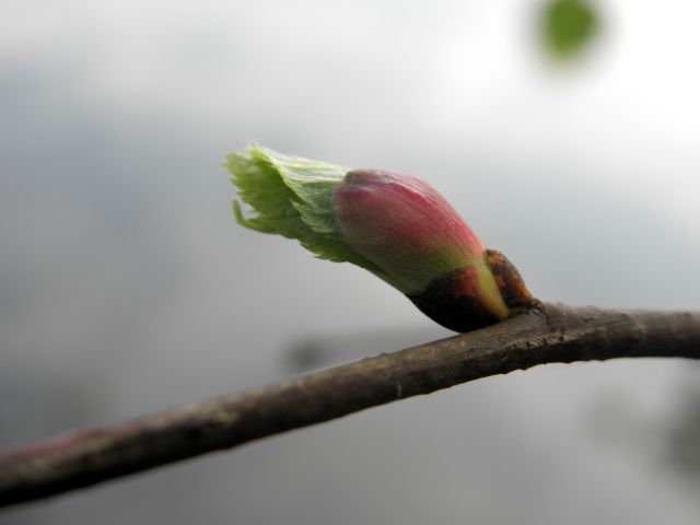 MACRO (and little less macro) mix in nature - foto