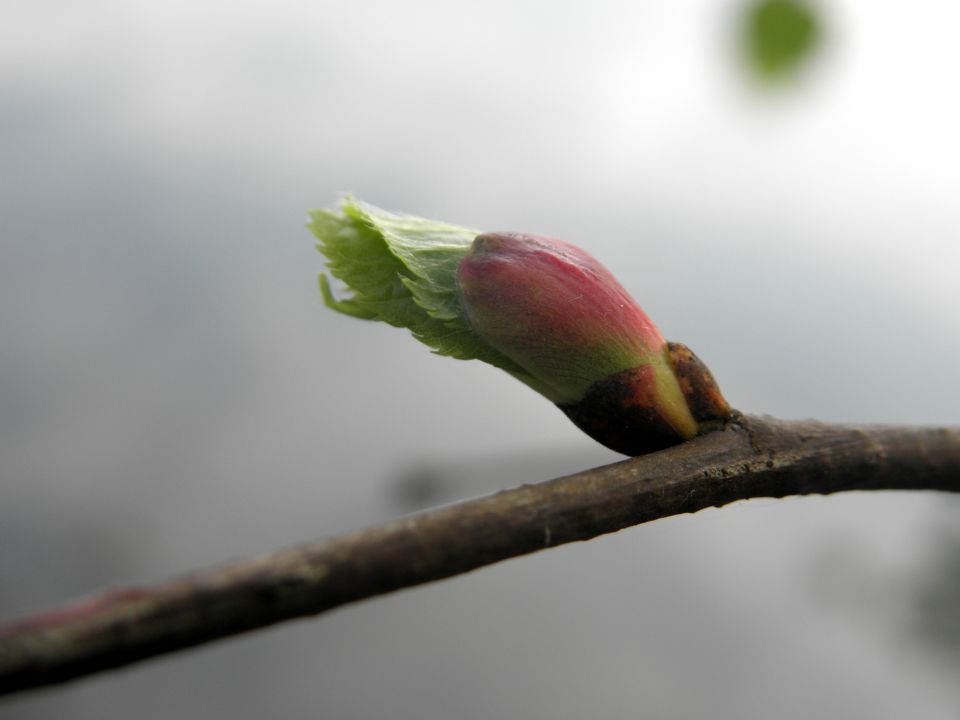 MACRO (and little less macro) mix in nature - foto povečava