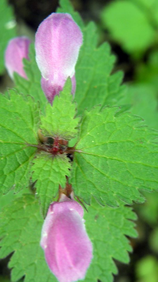 MACRO (and little less macro) mix in nature - foto povečava