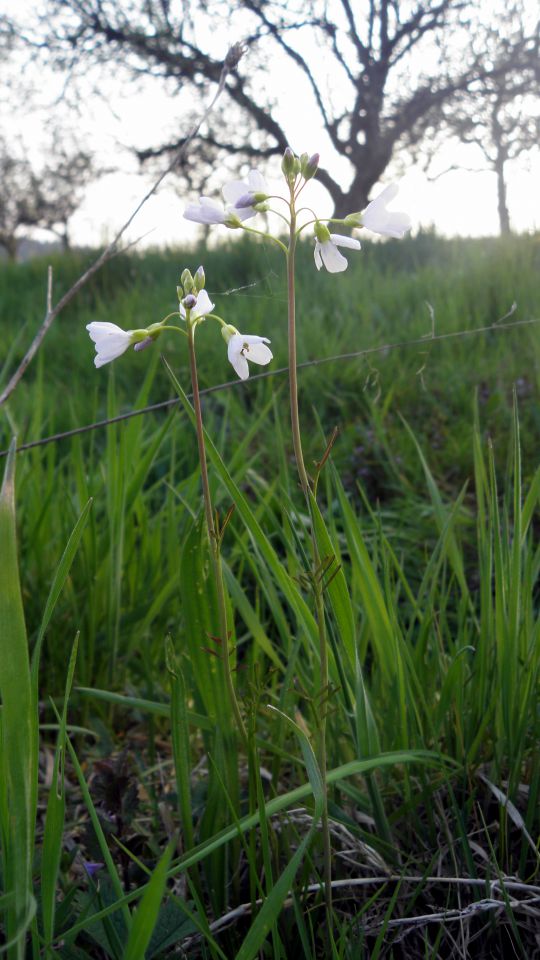 MACRO (and little less macro) mix in nature - foto povečava