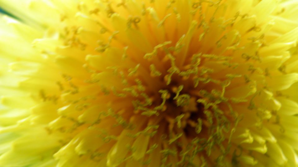 MACRO (and little less macro) mix in nature - foto povečava
