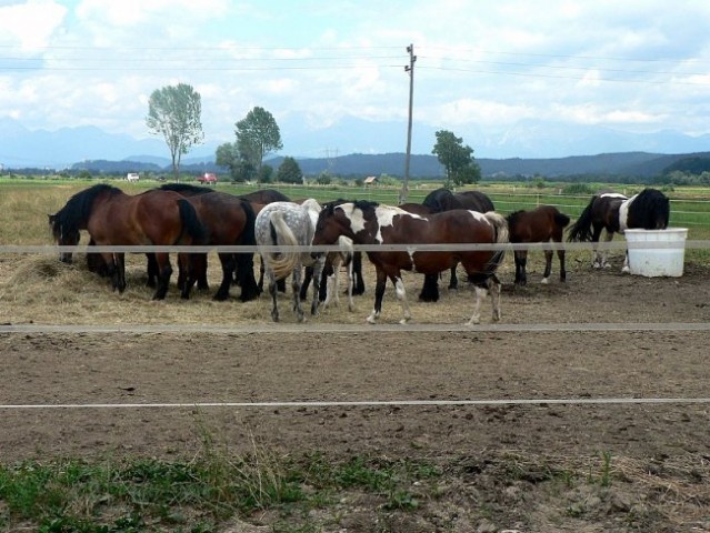 Konji na poti v Iški vindgar - foto