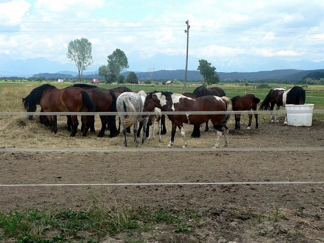 Konji na poti v Iški vindgar - foto povečava