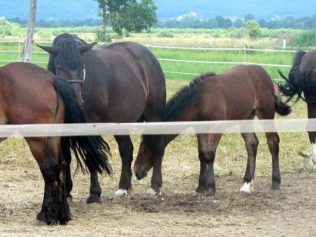 Konji na poti v Iški vindgar - foto povečava