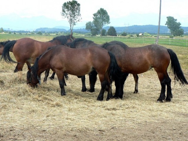 Konji na poti v Iški vindgar - foto