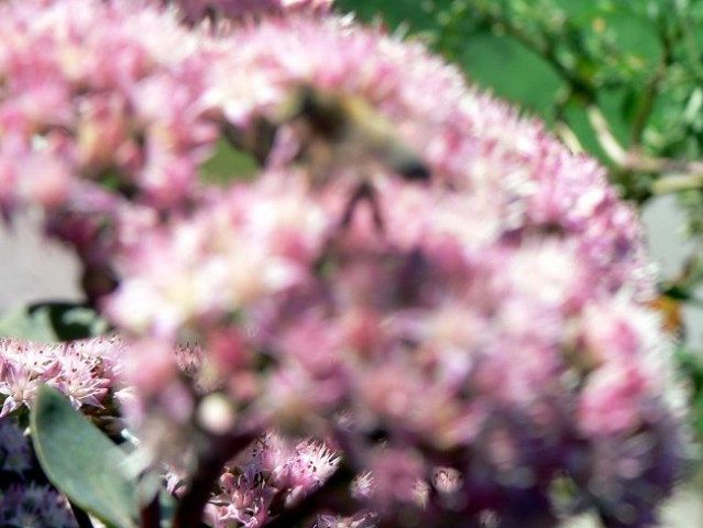 Rože in čebele - foto