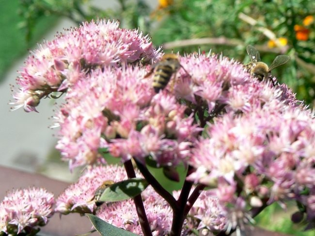 Rože in čebele - foto povečava