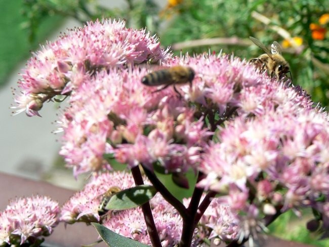 Rože in čebele - foto povečava