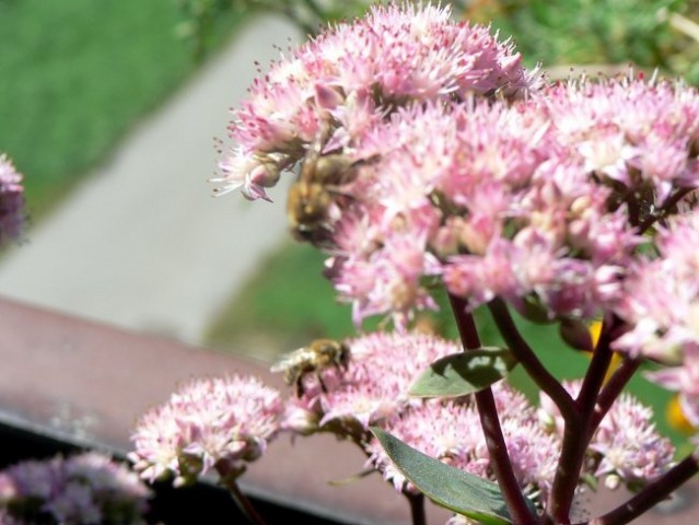 Rože in čebele - foto