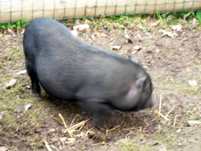 Ljubljanski ZOO 13. oktobra 2006 - foto