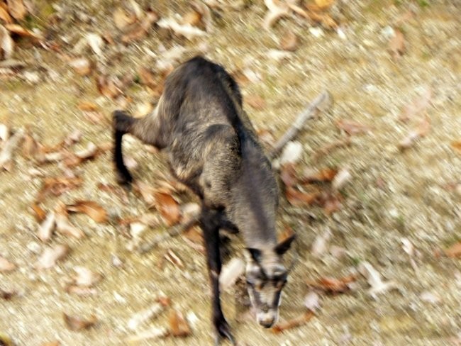 Ljubljanski ZOO 13. oktobra 2006 - foto povečava