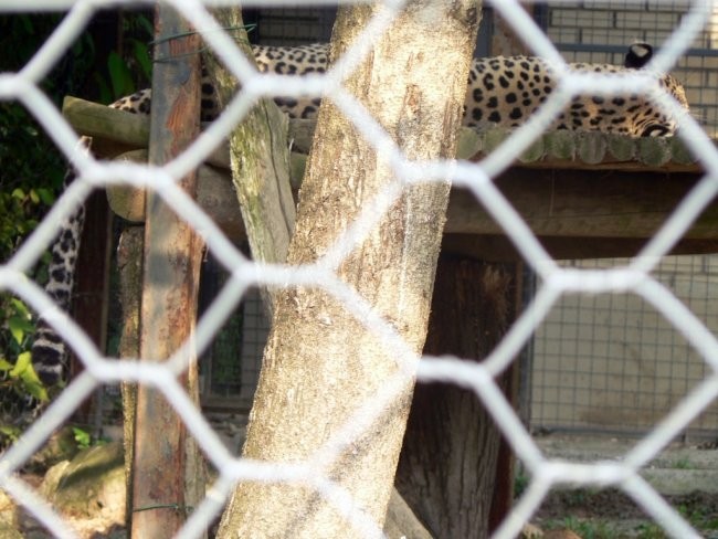 Ljubljanski ZOO 13. oktobra 2006 - foto povečava